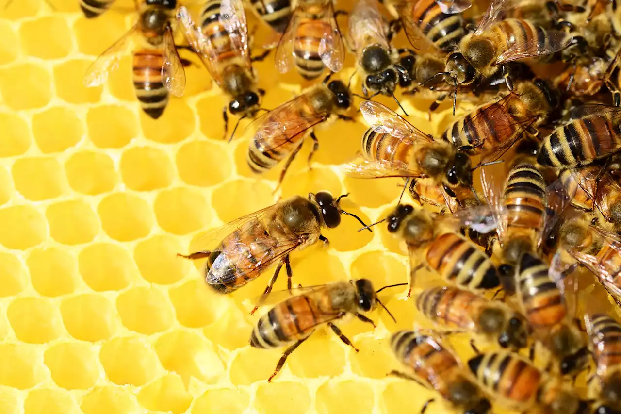 Genetic Factor? Honey Bee Life Spans 50% Shorter Now Compared to 50 Years Ago