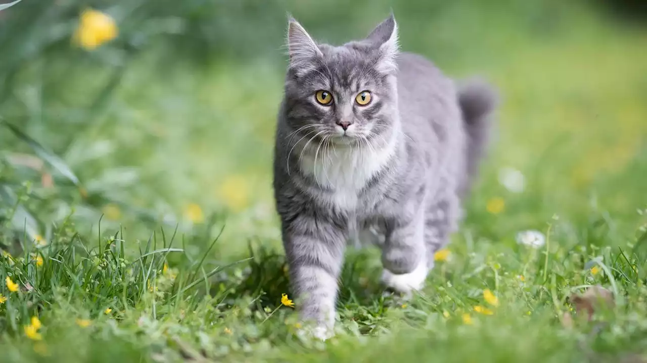 Familie zieht um – Katze läuft 400 Kilometer zu ihrem alten Zuhause zurück