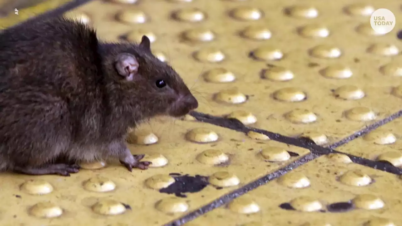 Researchers played Lady Gaga for rats. They bopped their heads like humans.