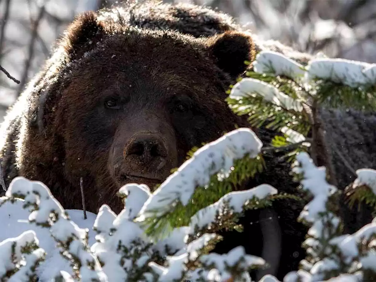 Banff photographer encounters 'The Boss', the toughest grizzly in the Bow Valley