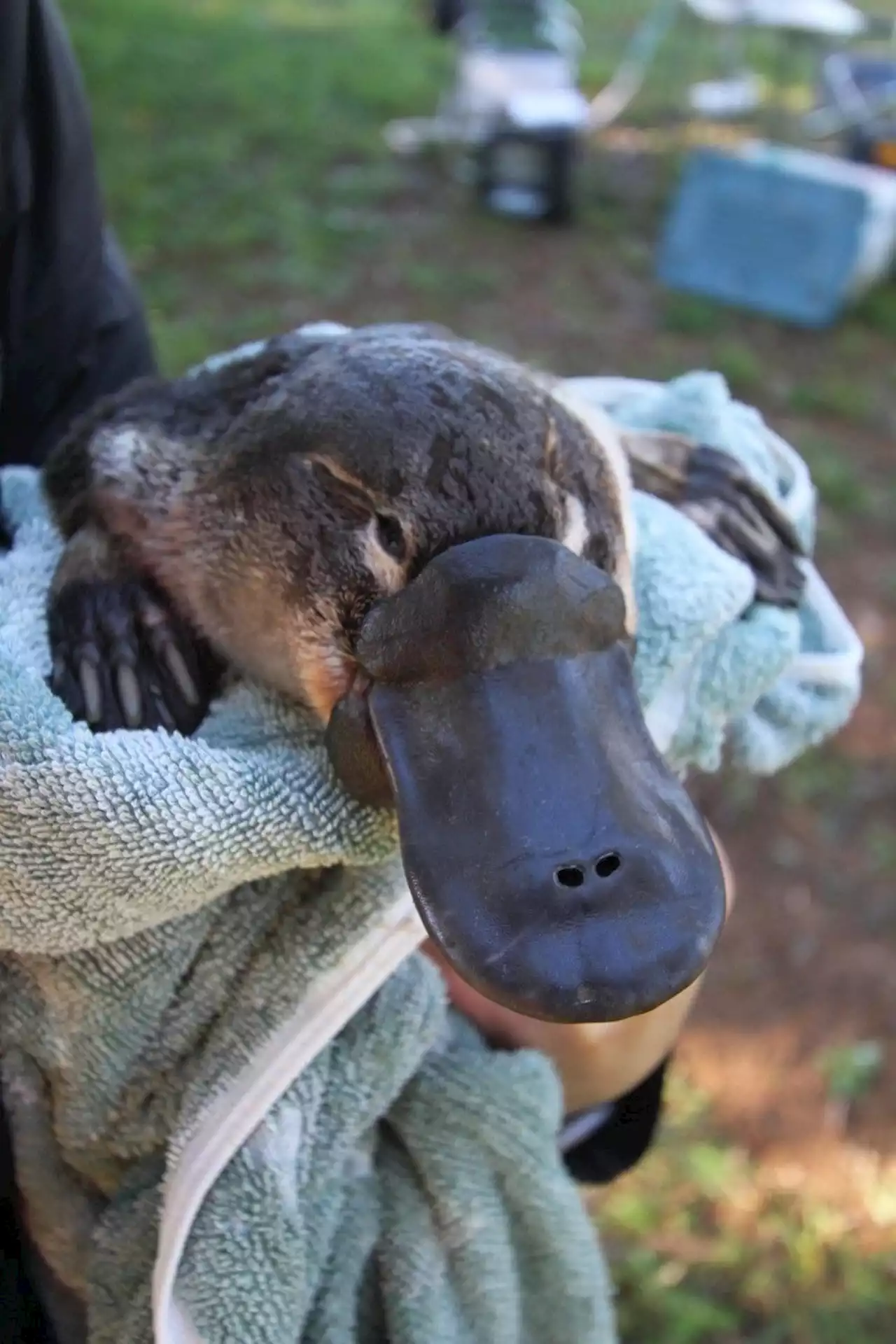 Platypus population at risk because they can't climb over dams