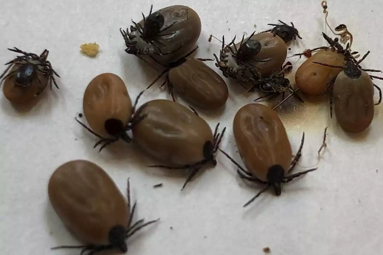 Experts issue stark disease warning as 'huge numbers of ticks' reported in the Peak District