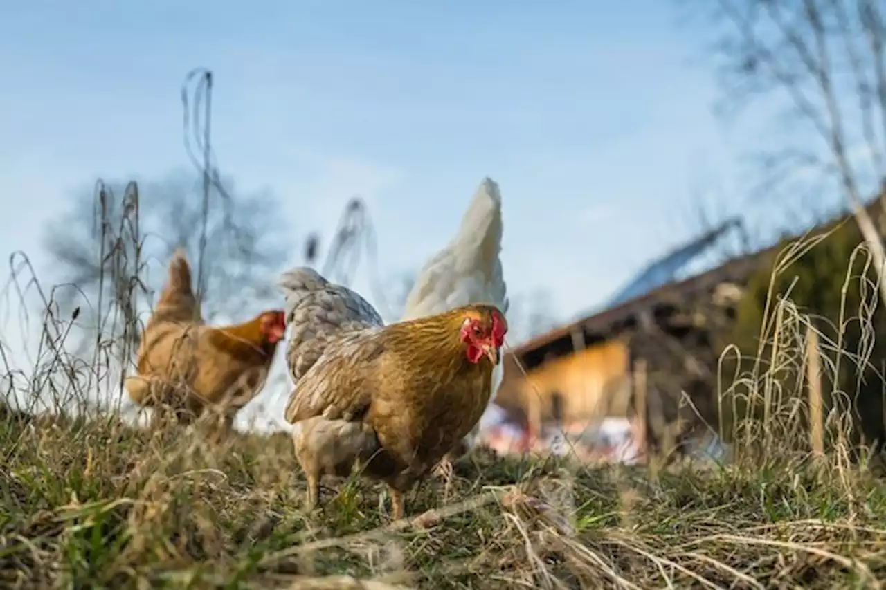 Jetzt vorsorgen und Geflügel schützen - bauernzeitung.ch