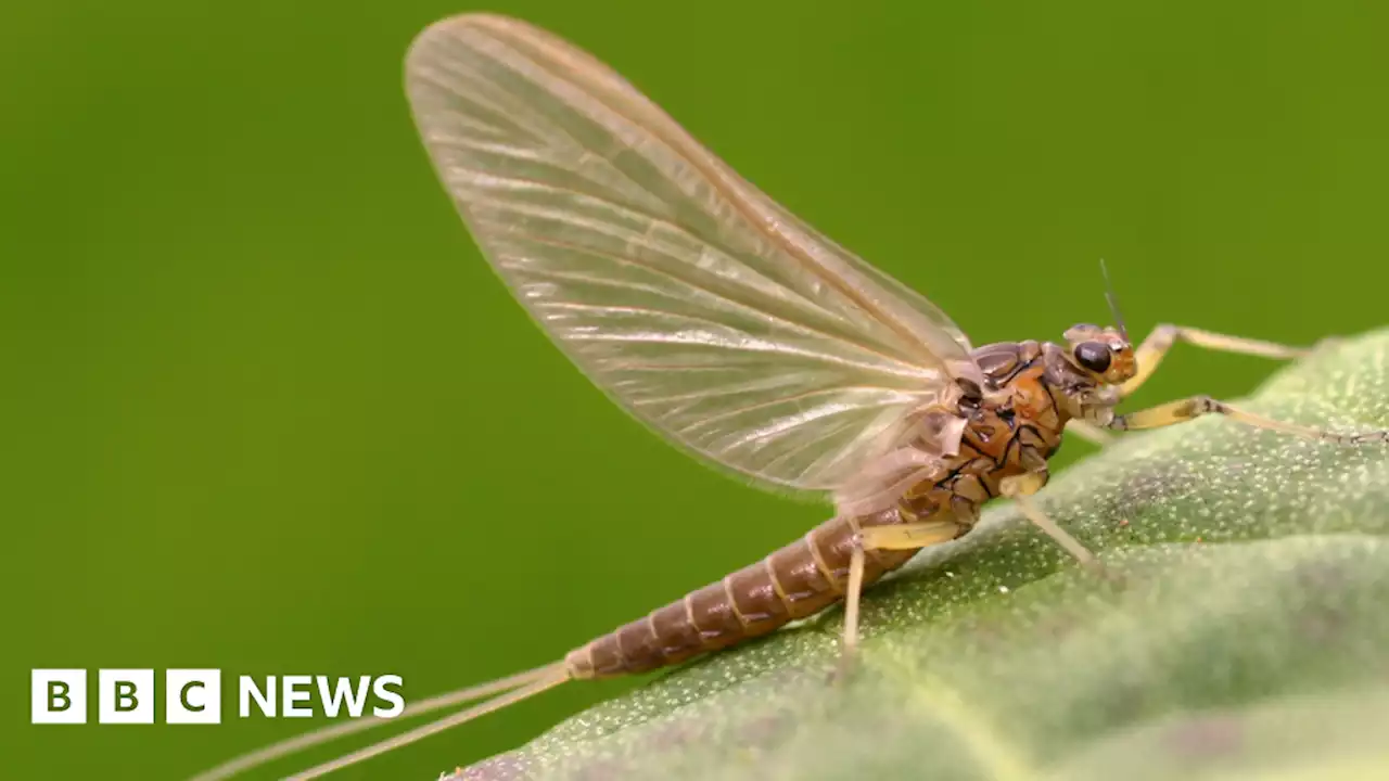 River Thames: Rare species found as flood defences considered