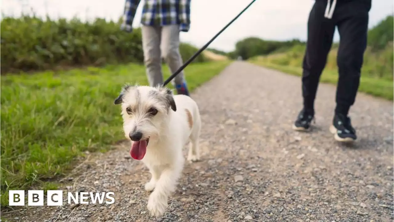 Selby: Canine care school lessons to create better dog owners