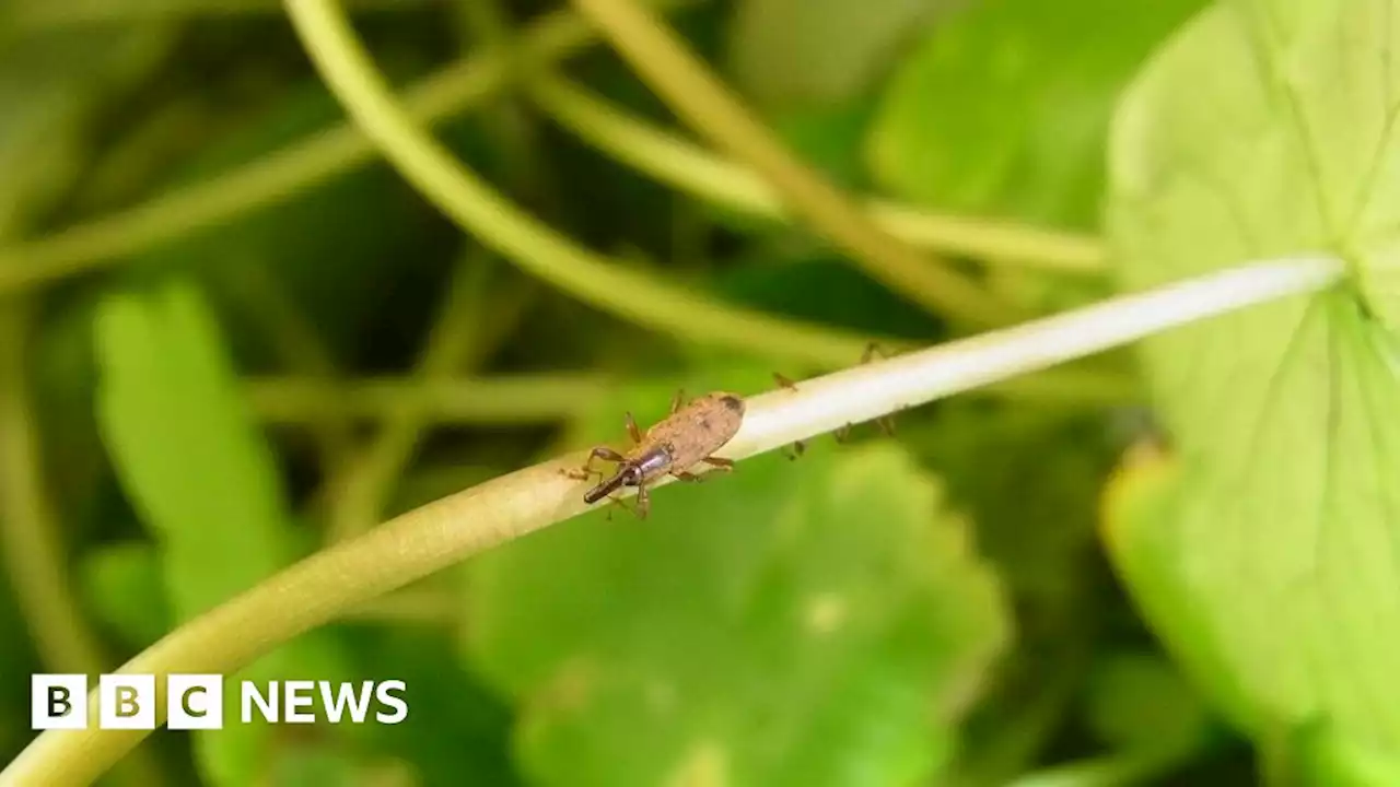 Weevils to eat invasive plant on Yorkshire waterways