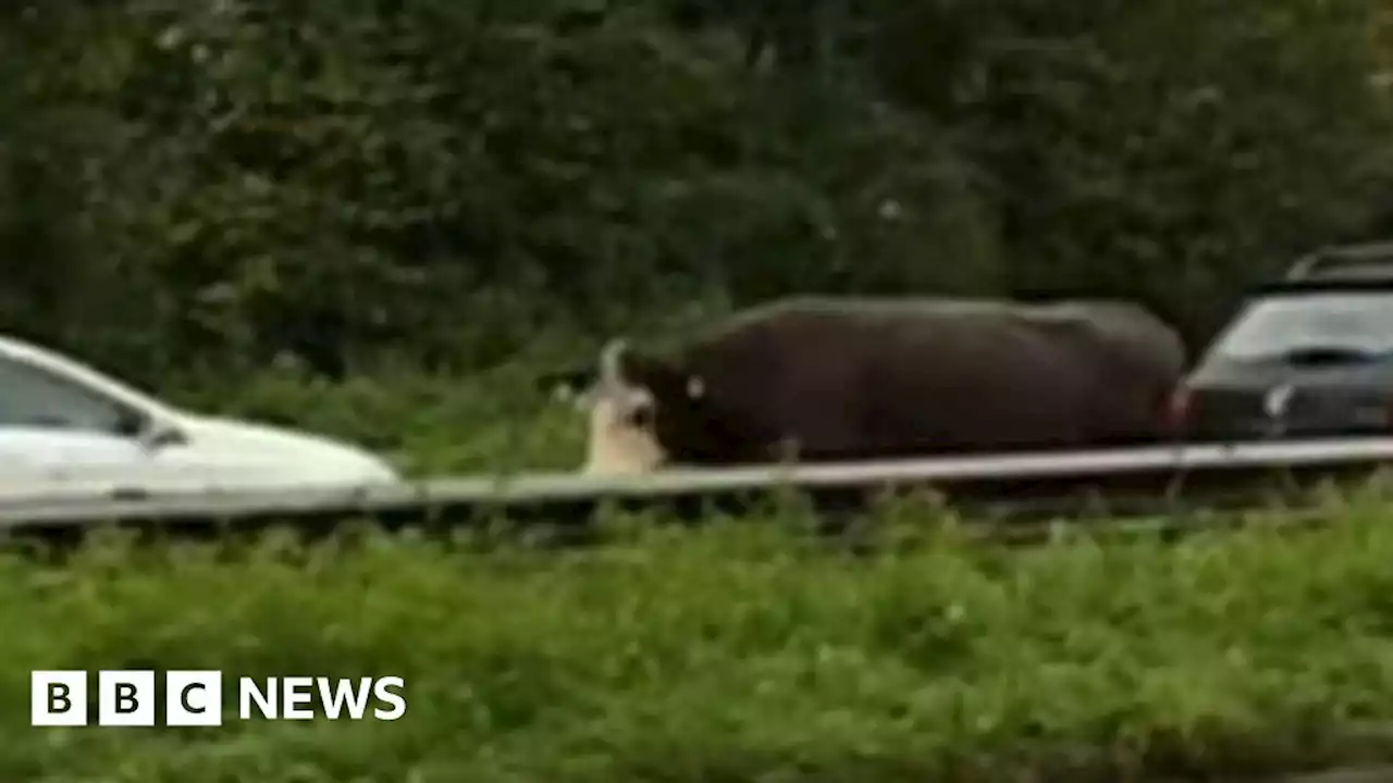 Cow 'on the loose' on Totton dual carriageway