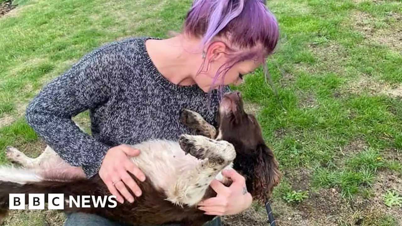 Crowfield woman finds dog after thinking she had buried her