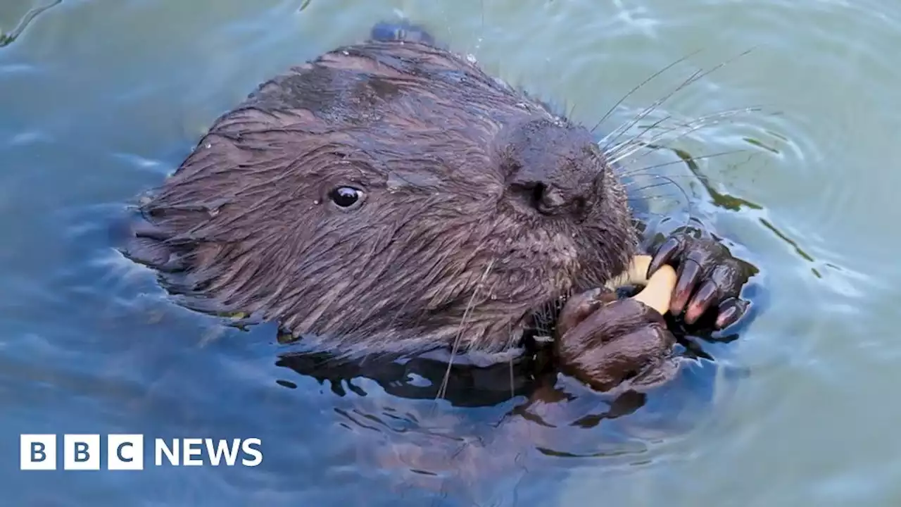 Lake District wildlife haven in Ennerdale gets special status