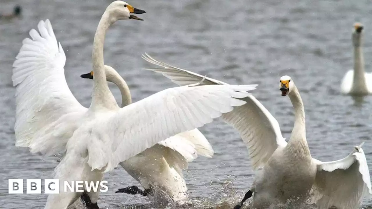 Bird flu: 12 swans found dead in Glasgow park