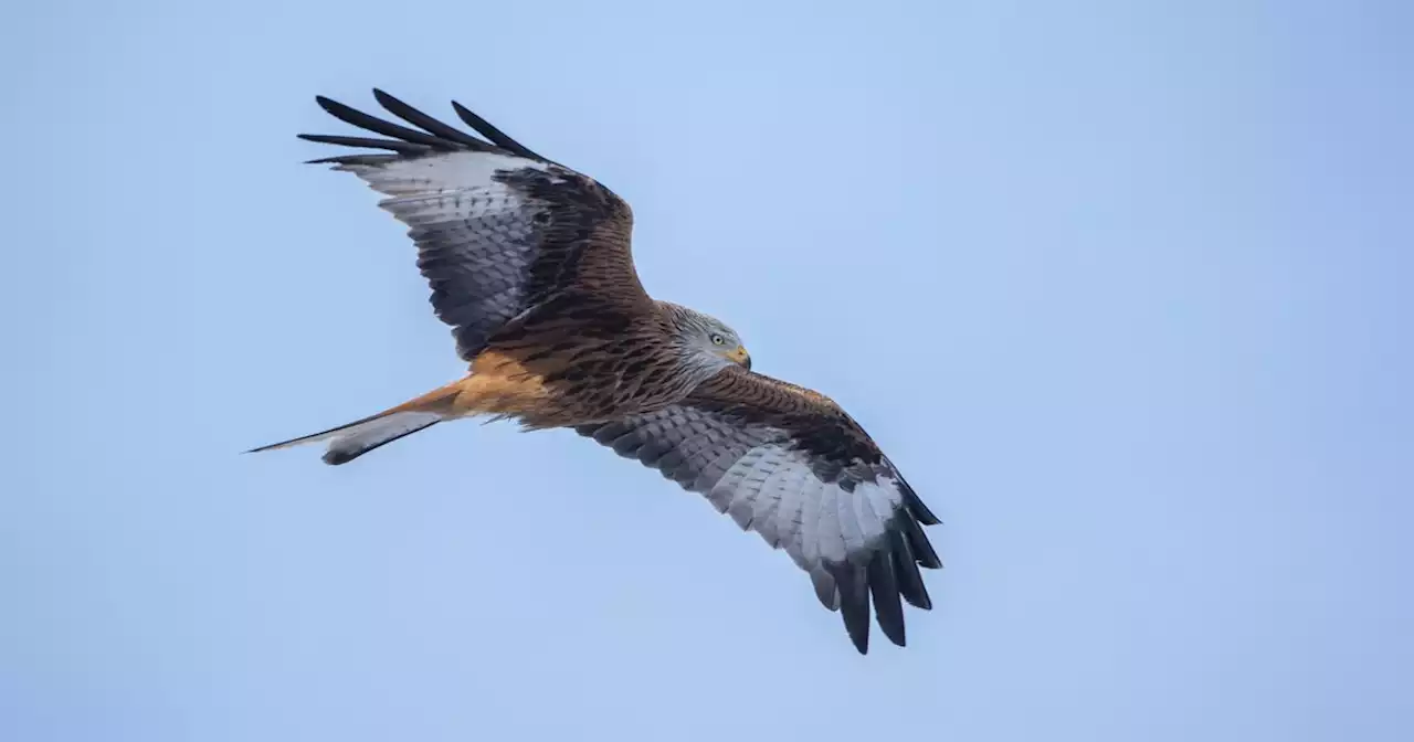 RSPB calling for people to come forward as birds of prey still being killed