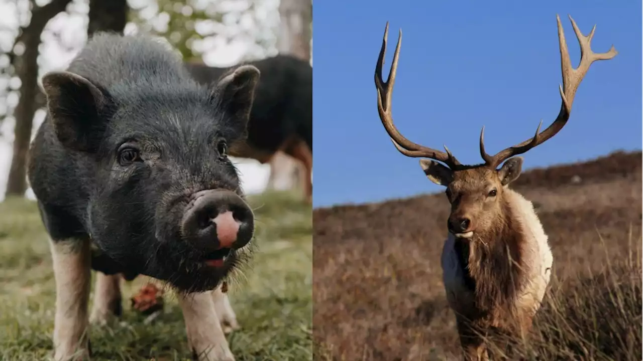 Two men shot and killed four animals after breaking into Parc Omega, police say