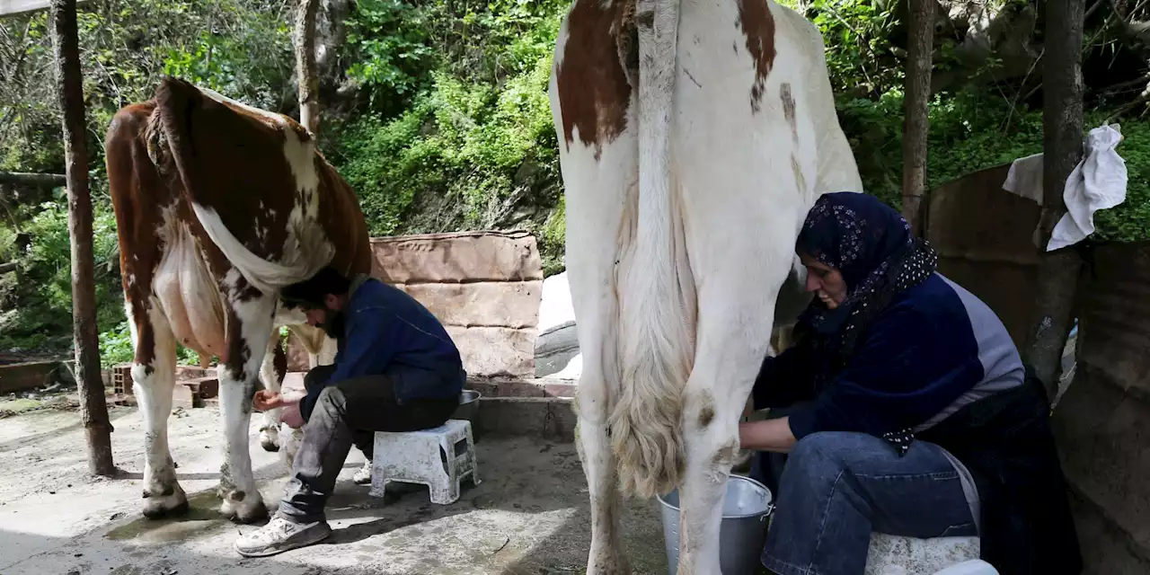 Algérie : pour mieux comprendre son infrastructure agricole, le pays recense ses vaches