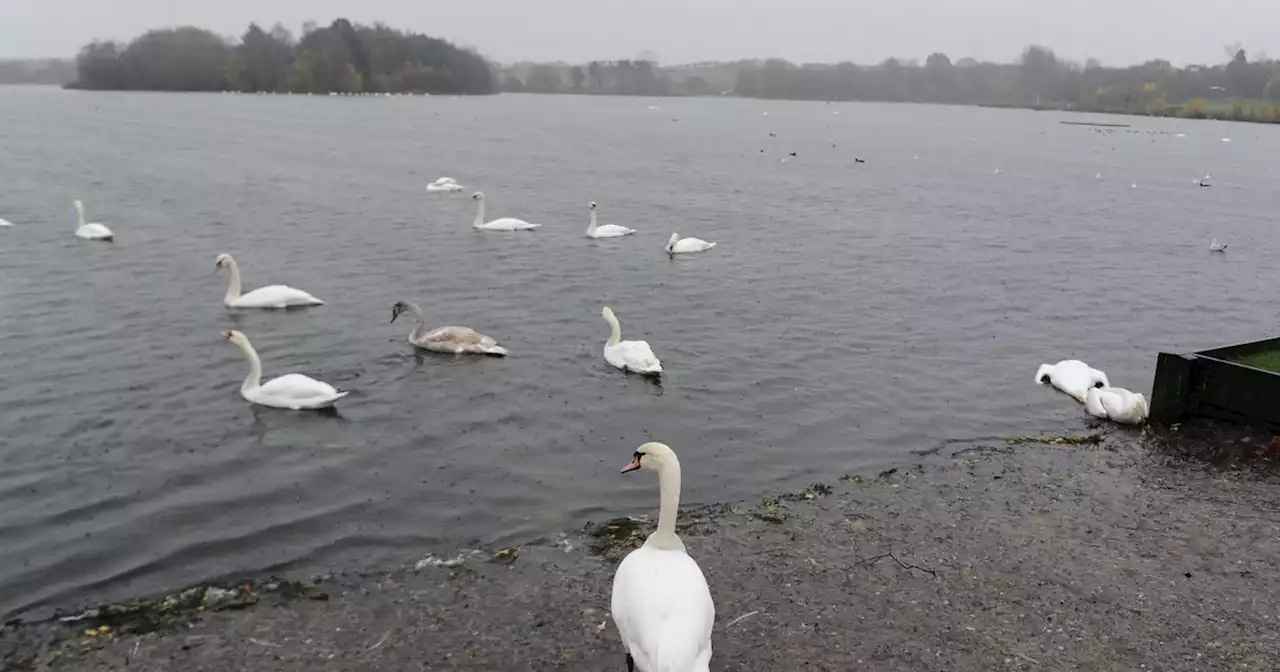 Bird flu warning at Glasgow park as council step in to remove dead swans