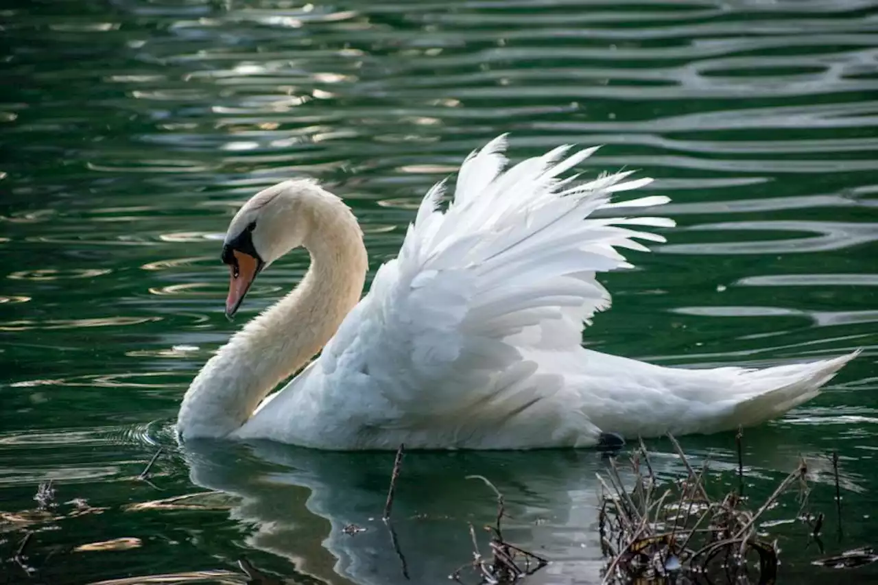 TWELVE swans found dead at Glasgow park as council issue warning