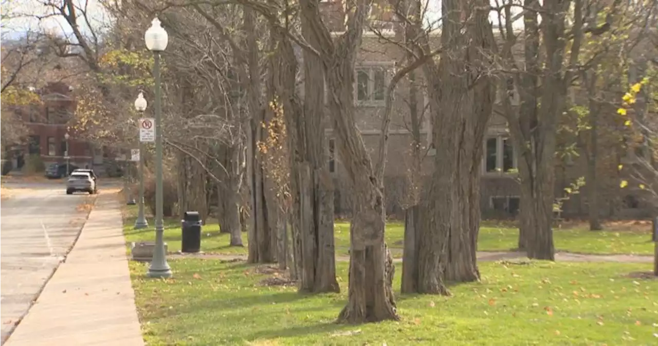 Felling of rare acacia trees leaves Westmount residents divided - Montreal | Globalnews.ca