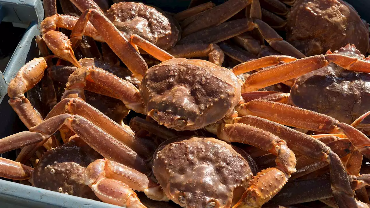 WA crabbing season canceled amid population busts