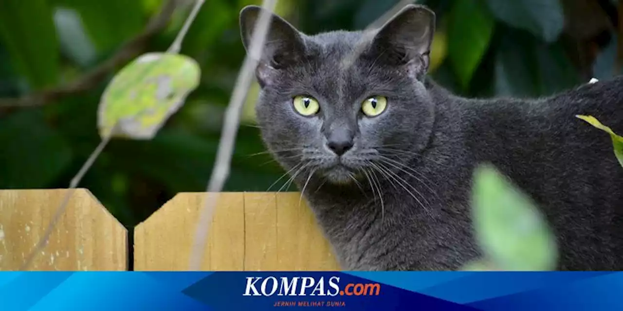 Kenapa Kucing Rumahan Hidup Lebih Lama daripada Kucing Liar?