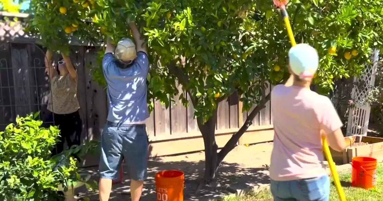 Gardening for good: Silicon Valley group harvests backyard fruit trees for food banks