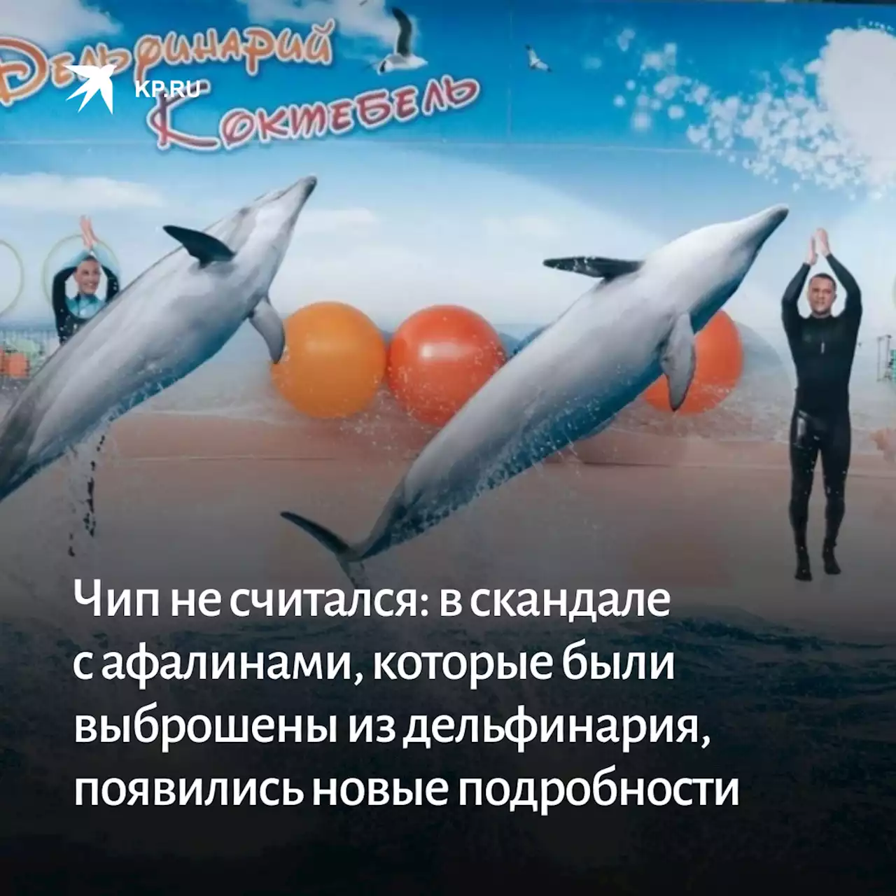 Чип не считался: в скандале с афалинами, которые были выброшены из дельфинария Flipper, появились новые подробности