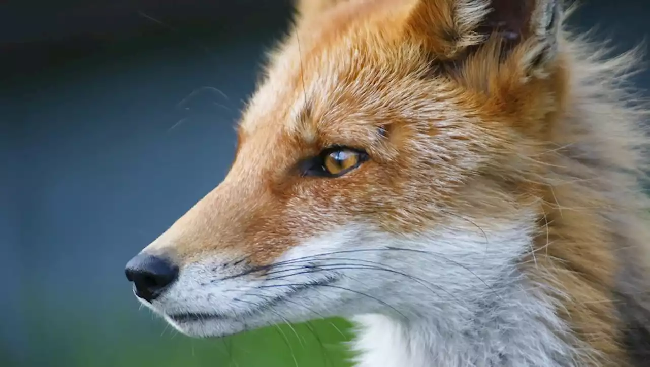 Chaussures, télécommande... Un renard vole les affaires des habitants d'un petit village de Moselle