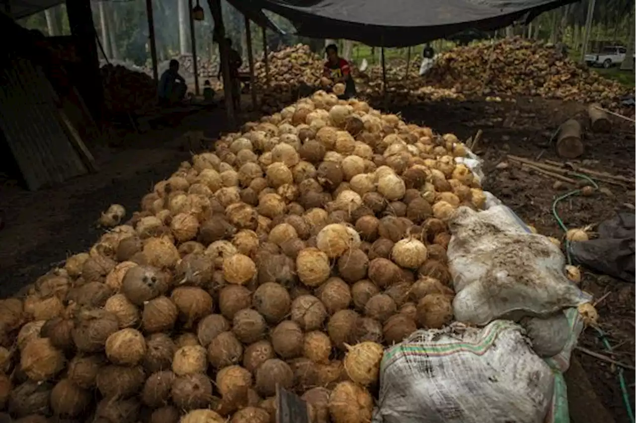 Harga Kelapa Parut Dan Santan Di Kota Medan Melonjak