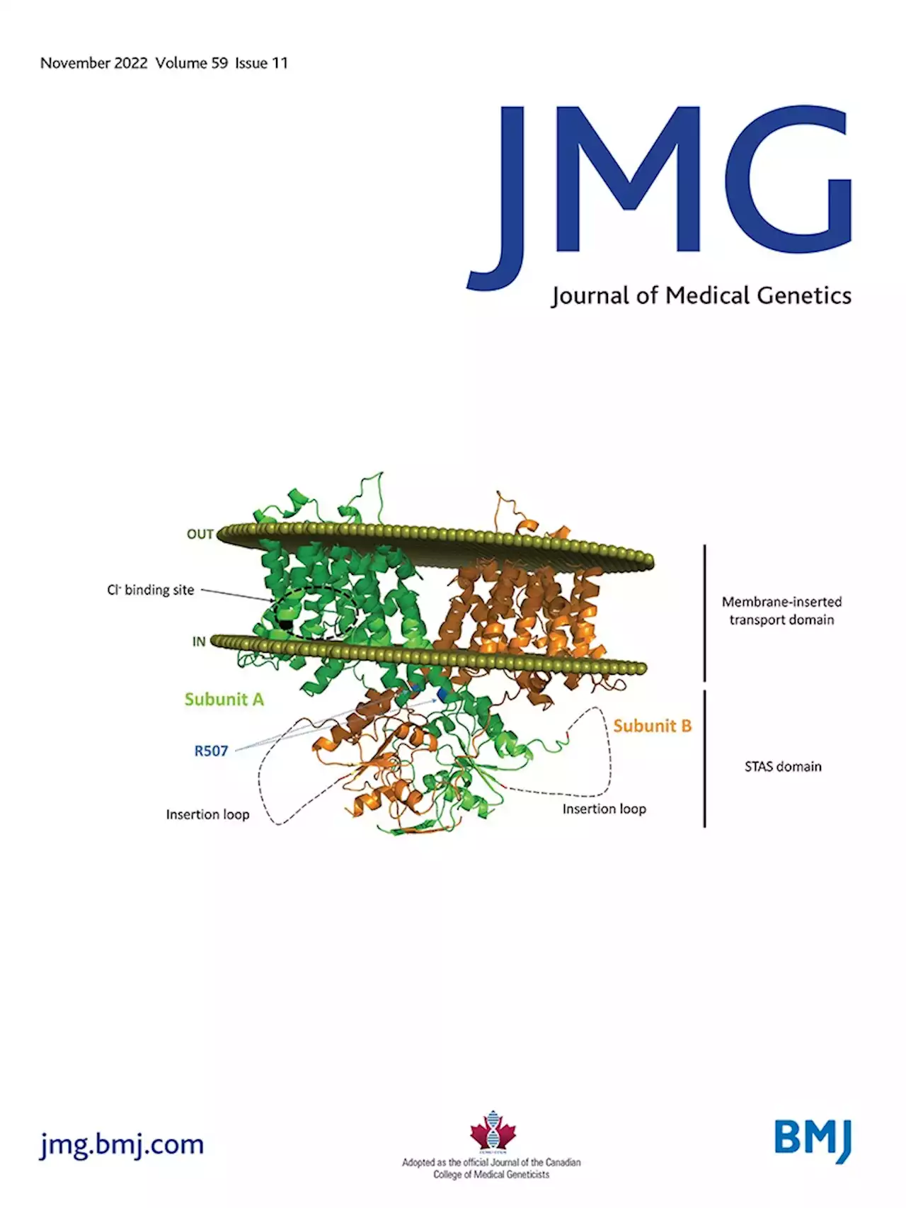 X-linked variations in SHROOM4 are implicated in congenital anomalies of the urinary tract and the anorectal, cardiovascular and central nervous systems