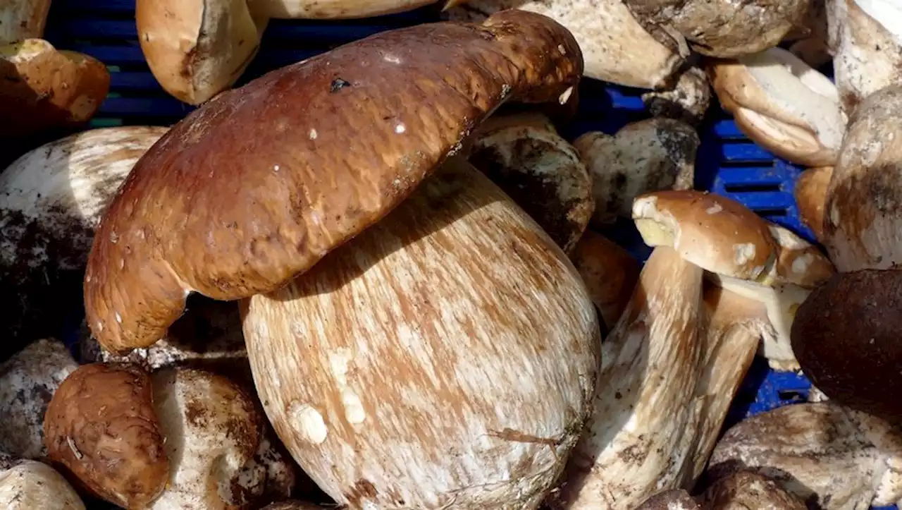 Incroyable découverte : un cèpe géant de près de 5 kilos cueilli à Salles, en Gironde