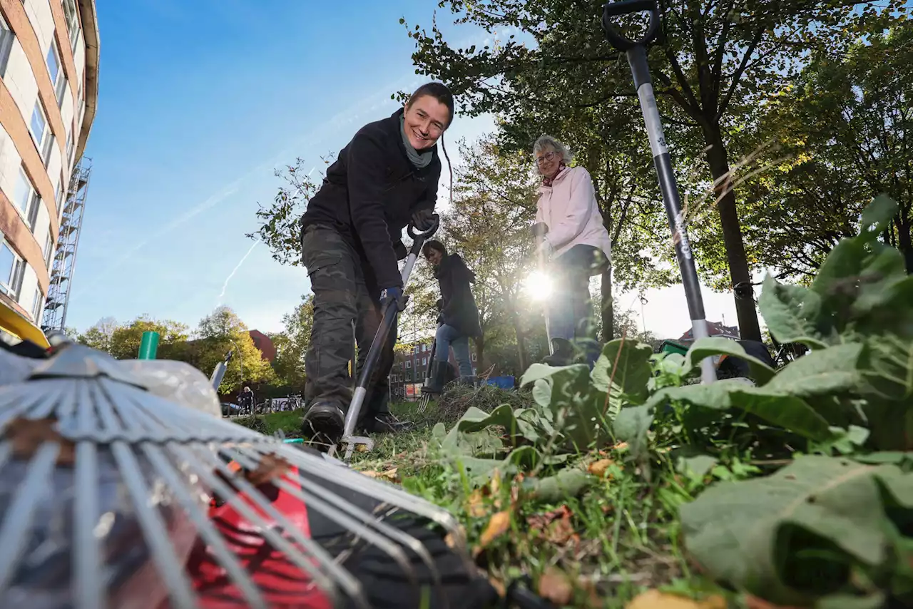 Diese Hamburger schaffen Paradiese für Insekten – mitten in der Stadt