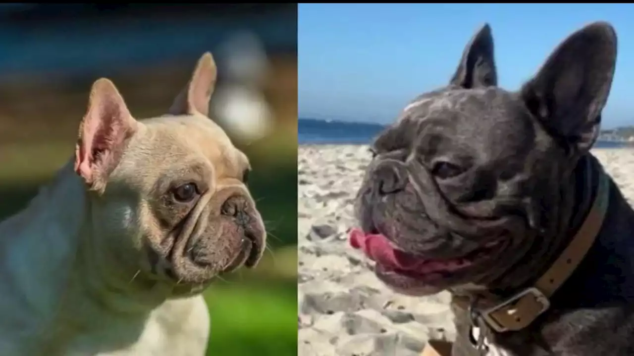 Two French Bulldogs Stolen in Boyle Heights