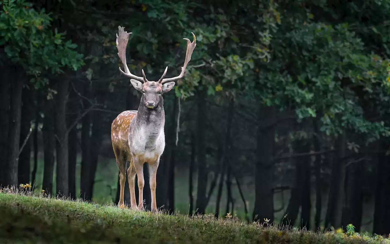 'Only a matter of time' before a driver is killed by a deer