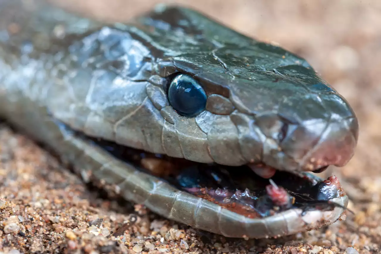 Snake catcher finds black mamba slithering right between his legs