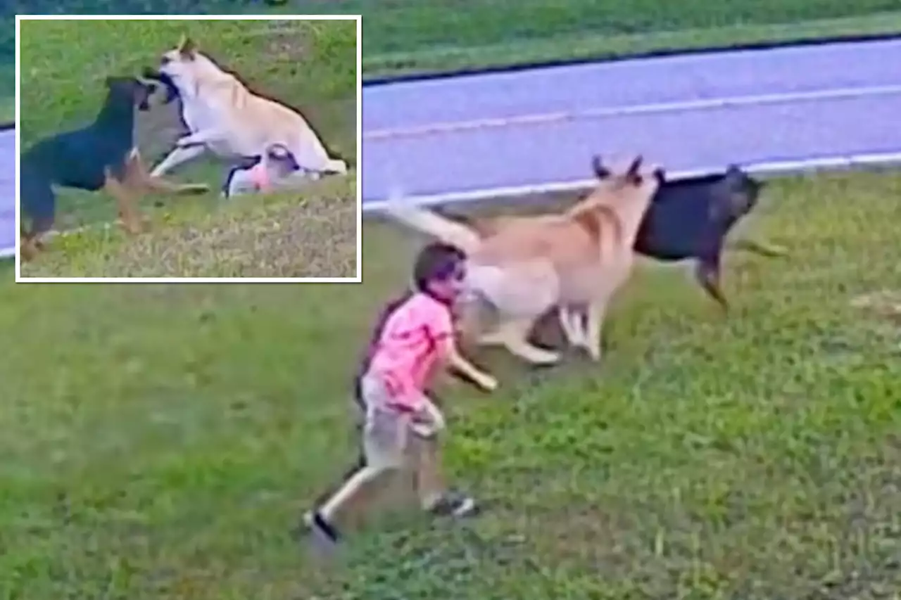 Hero German Shepherd saves 6-year-old boy from attack by neighbor’s dog