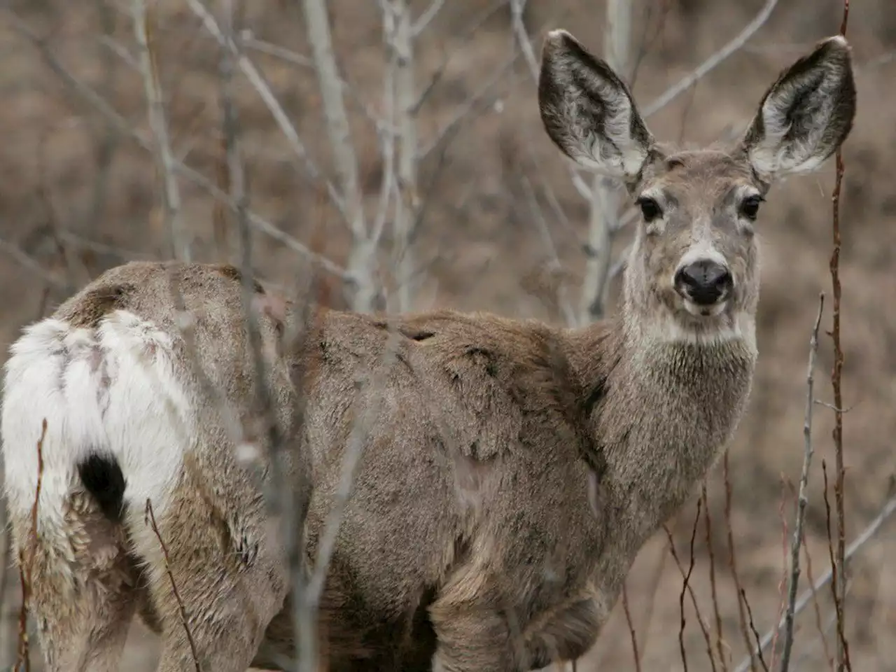 Vehicles towed following two separate crashes involving deer in Killaloe area: OPP