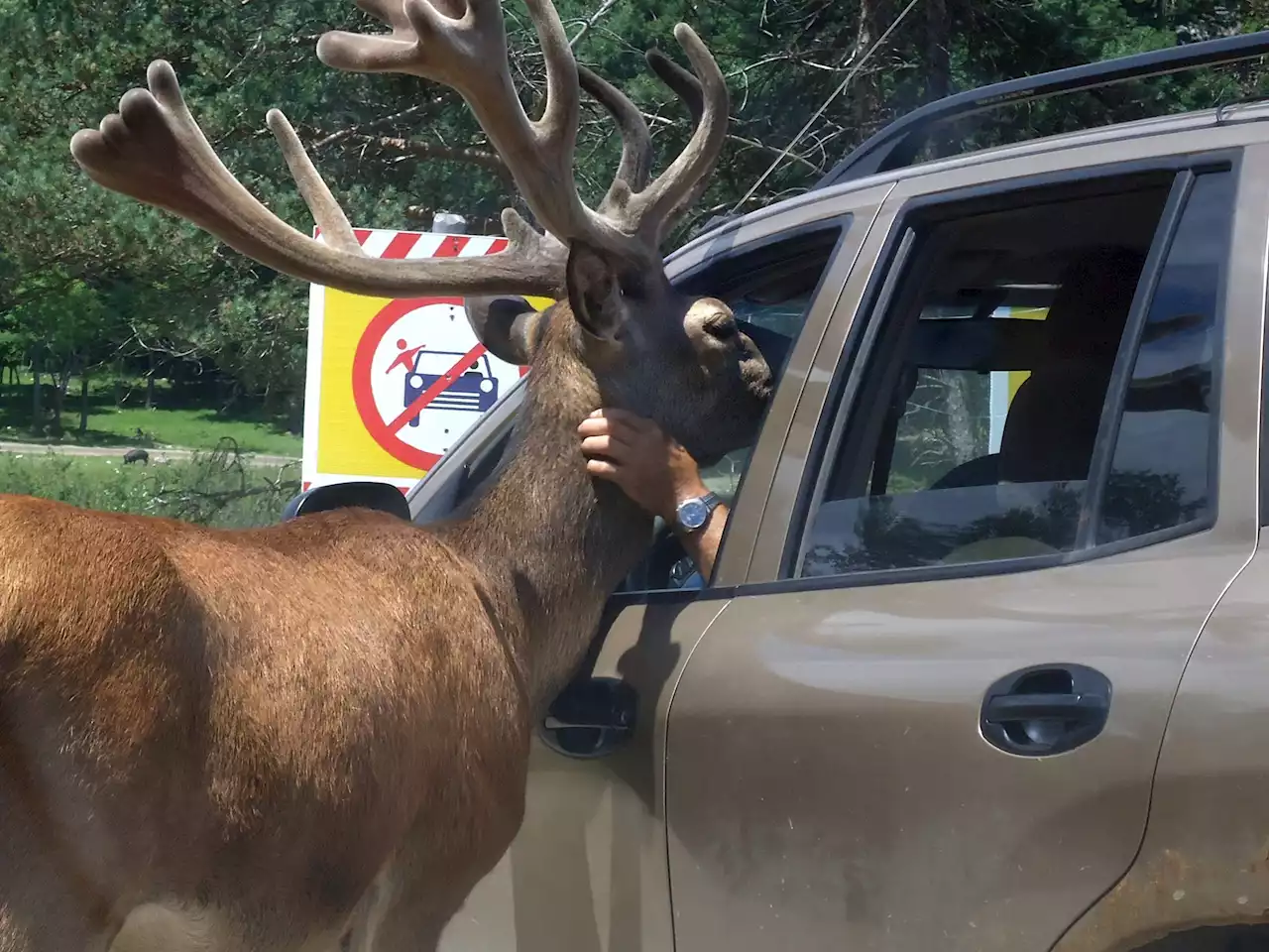 Arrests made for alleged poaching of four animals at Montebello's Parc Omega