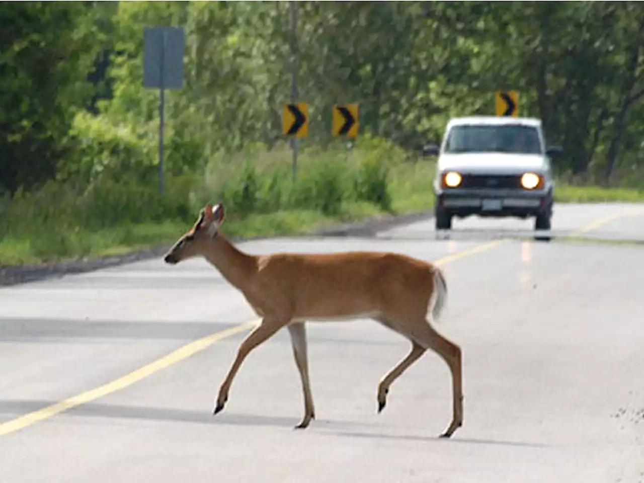 OH DEER! Vehicles towed following two separate deer-related crashes