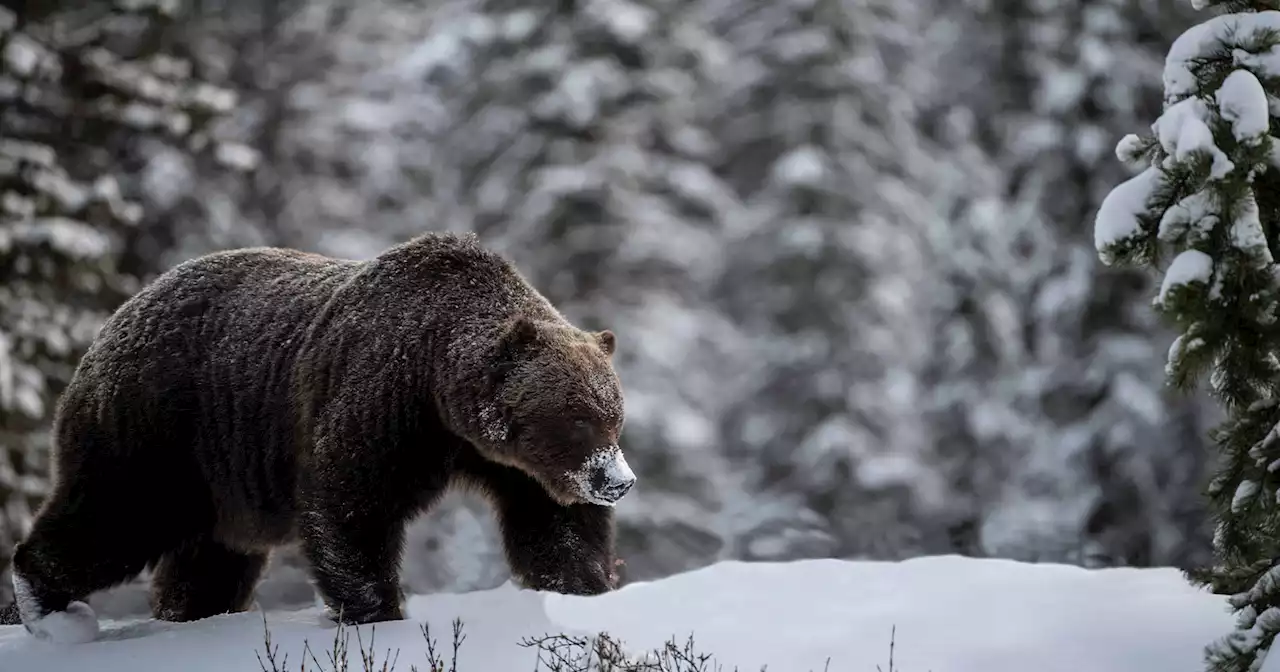 Photographer's Encounter with Huge Grizzly Bear Known as 'The Boss'