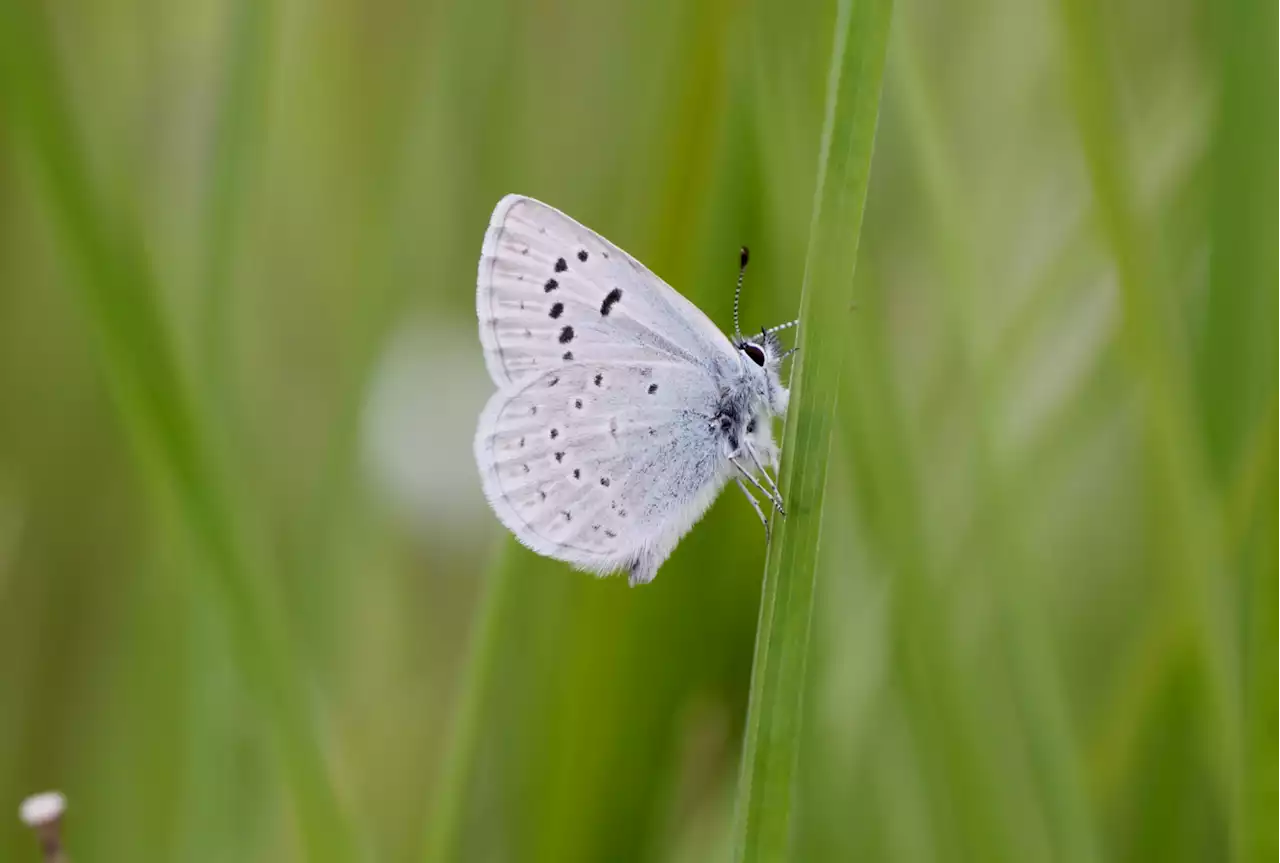 At long last, a homecoming for the Fender's blue butterfly