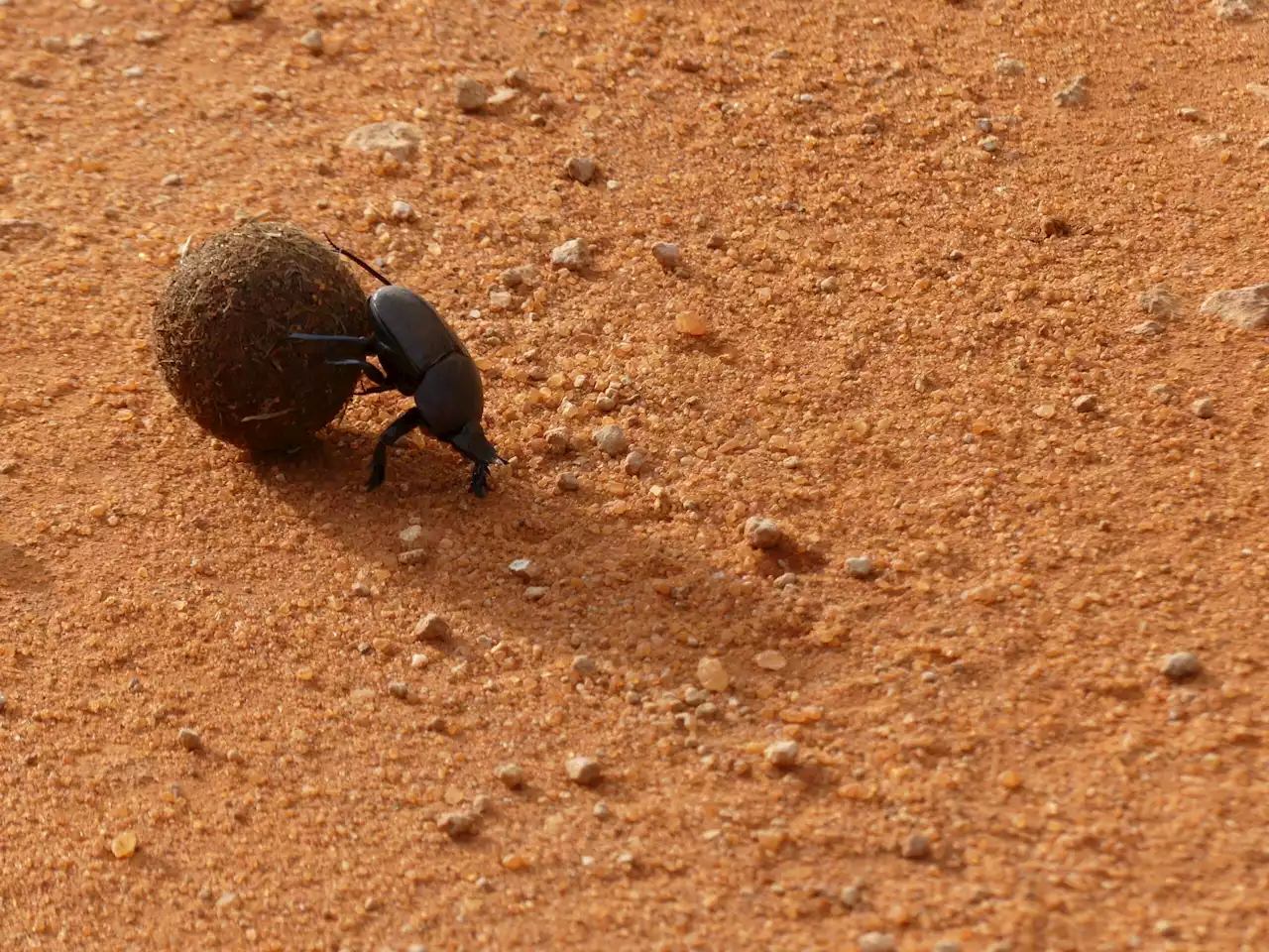 Mother dung beetles are digging deeper nests to escape climate change