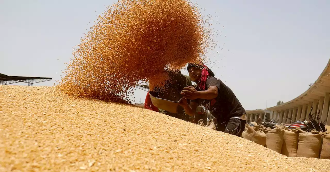 India's state wheat stock halves from a year ago