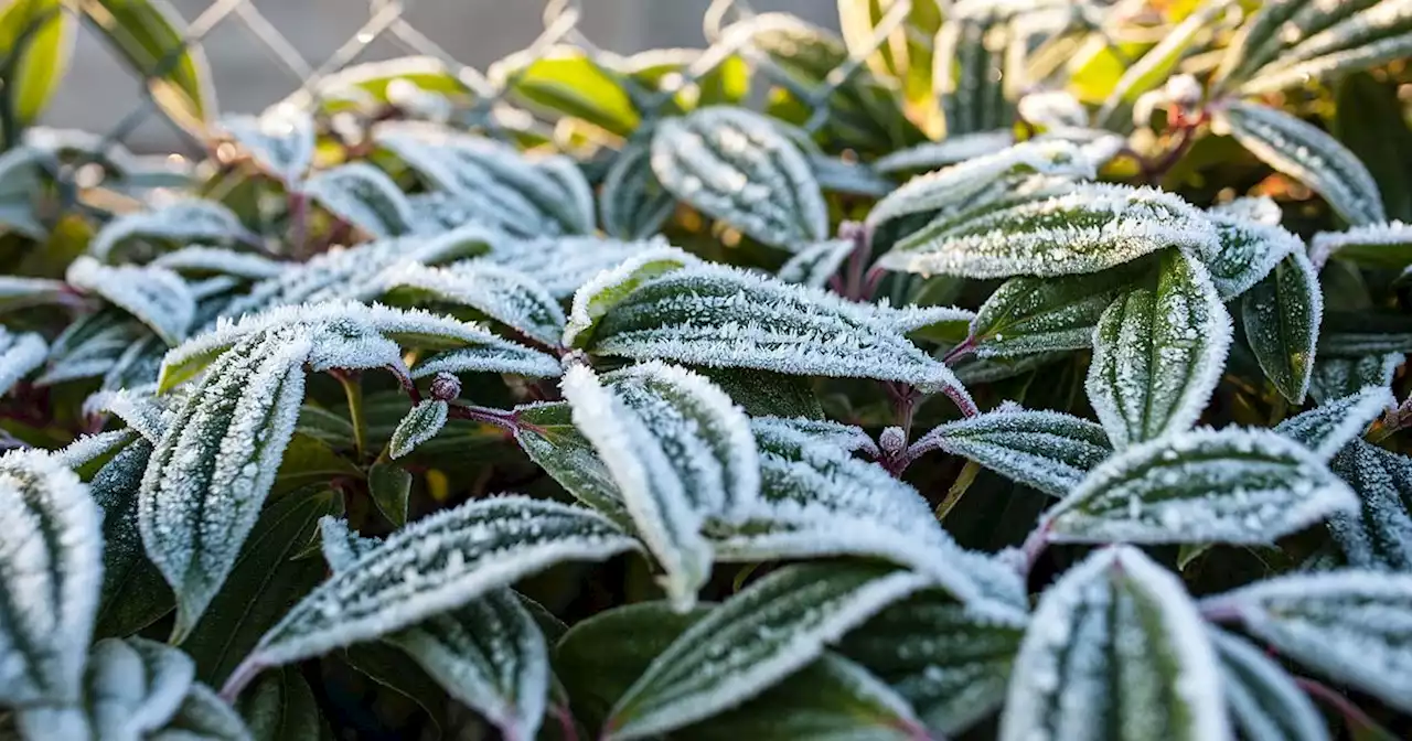 'Frosty' conditions ahead as temperatures plunge this week