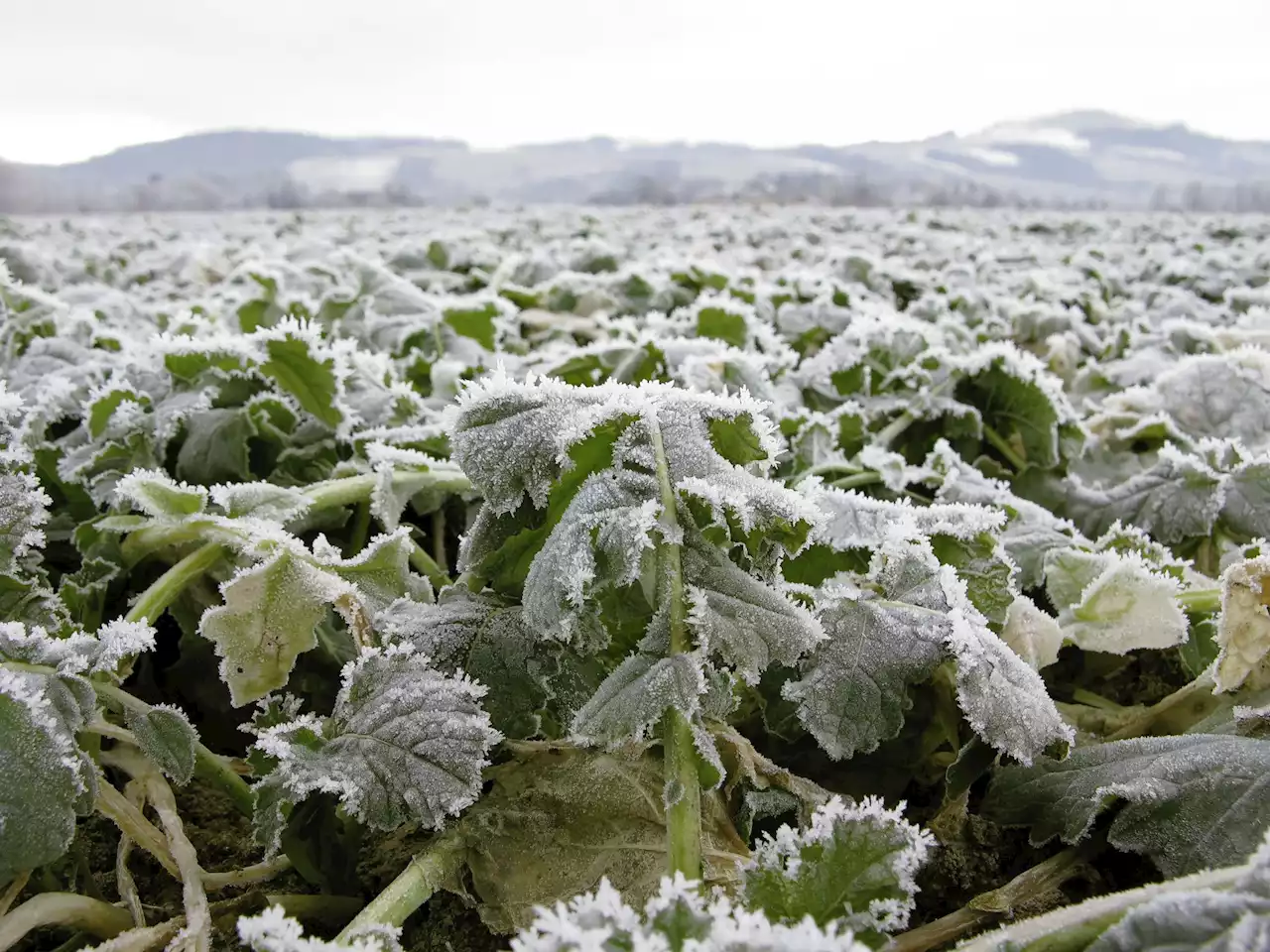 Farmer säen mehr Winterraps aus - Schweizer Bauer