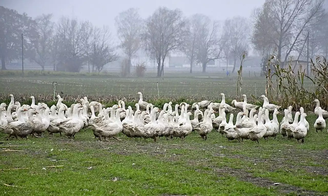 Vogelgrippe: Massnahmen für Geflügel treffen - Schweizer Bauer