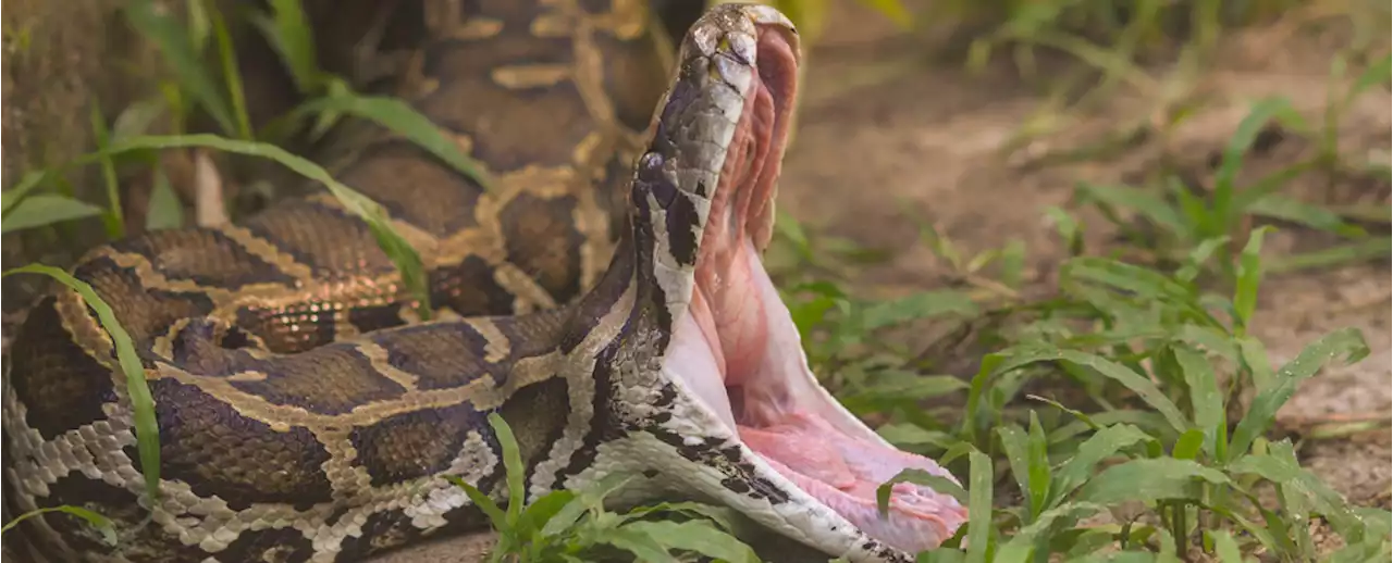 Video Shows Scientists Removing a 5-Foot Alligator From a Python's Stomach