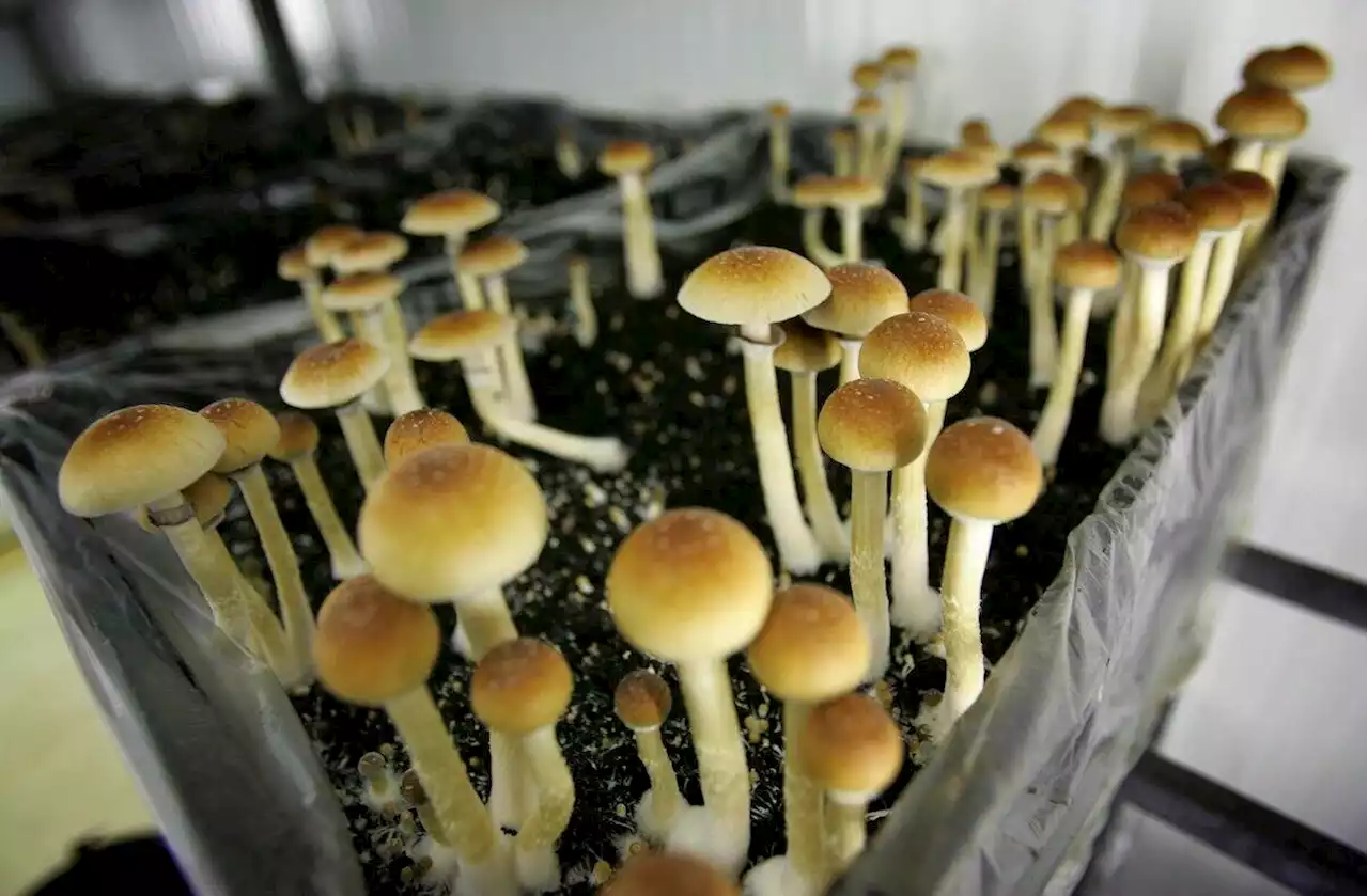 9 firearms, 8 garbage bags of magic mushrooms seized on rural property in Greenwood - Terrace Standard