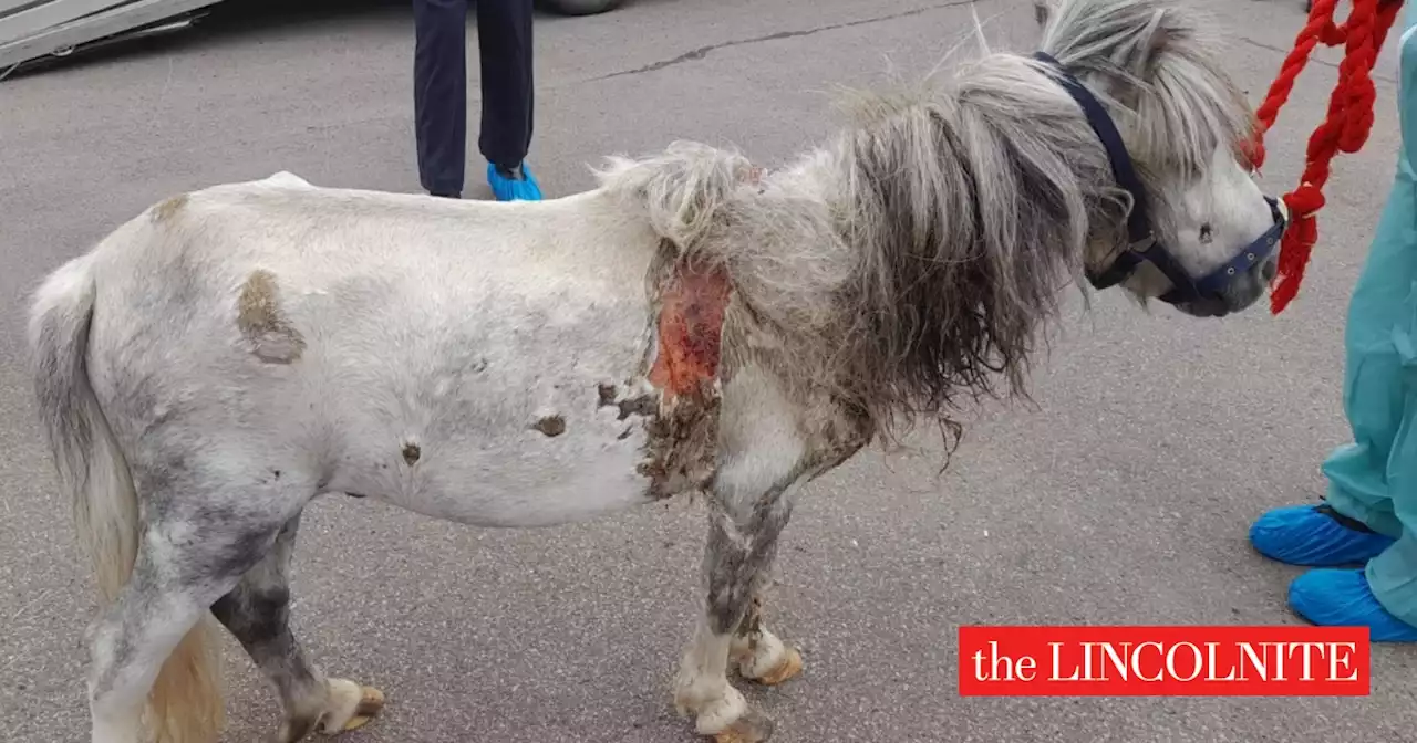 Pony abandoned with maggot-infested wounds in Lincolnshire