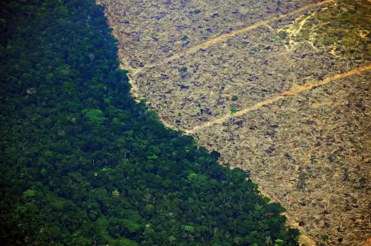 Fed Up, Developing Countries Form New Alliance to Charge More For Rainforest Preservation