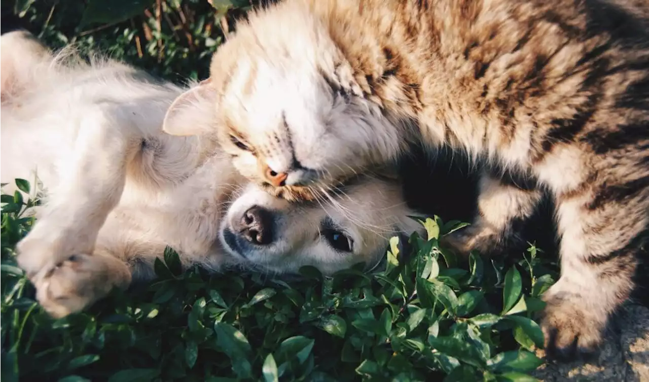 ¿Cómo prevenir diabetes en mascotas? | UNAM Global