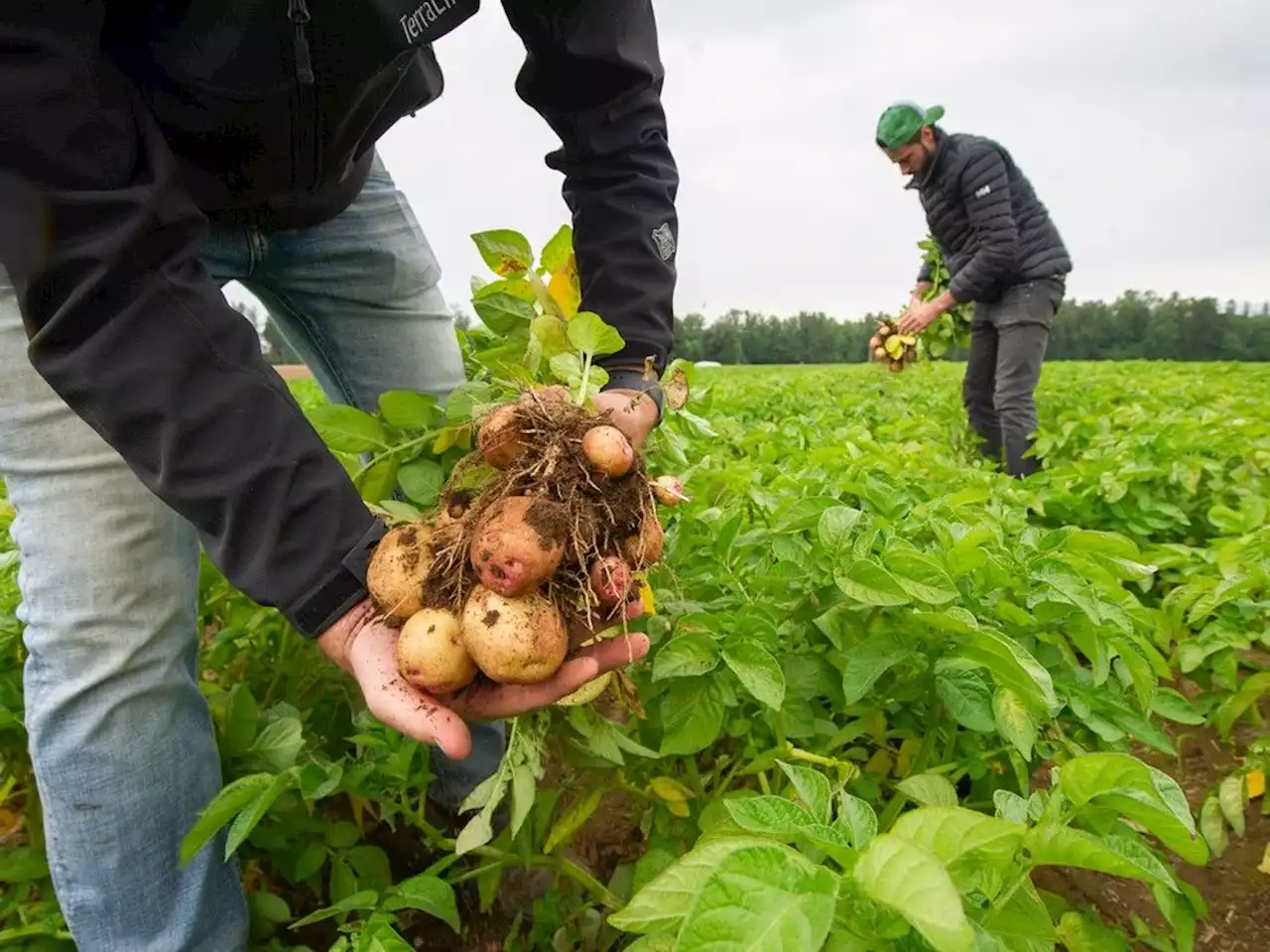 Live Q&amp;A tonight: Food — can B.C. grow enough and keep it affordable?