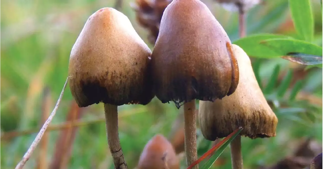 Colorado Says Yes to Medical Use of 'Magic Mushrooms'